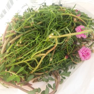 Hoa sam nhật, 10h thái