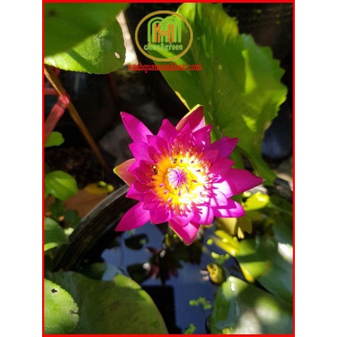 Bùn sông trồng sen, súng Nhật, cây thủy sinh 5kgMinh Hân Garden