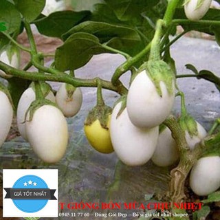 Gói 50 hạt giống cà pháo cao sản đến mùa trồng tết