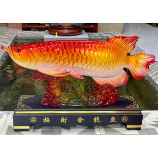 Cá huyết long- cá rồng phong thủy cỡ vừa và lớn