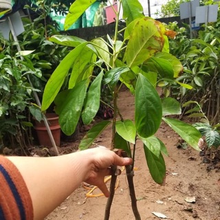 CÂY GIỐNG BÒN BON