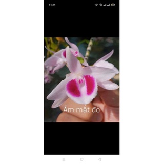 ám mắt đỏ cây giống