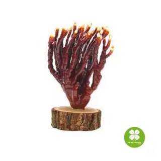 500gram Nấm Linh Chi Sừng Hươu - VTT090