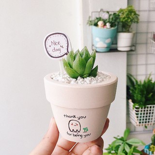 Sen đá TẶNG CHẬU VẼ