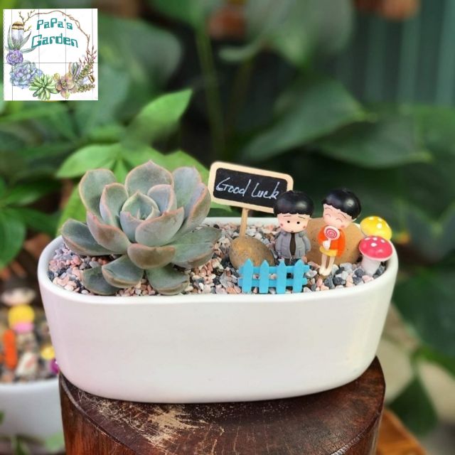 Sen đá tiểu cảnh TERRARIUM Bảng tên tiểu cảnh sân vườn mini