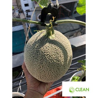 ⚡️hạt giống dưa lưới da xanh greenman⚡️năng xuất cao giống f1