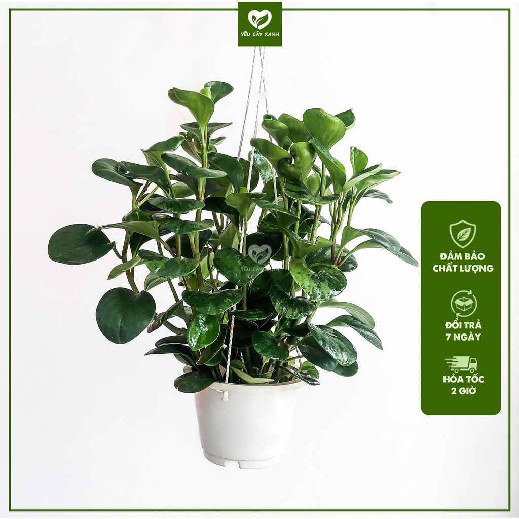 Cây Treo Trường Sinh trang trí ban công, sân vườn