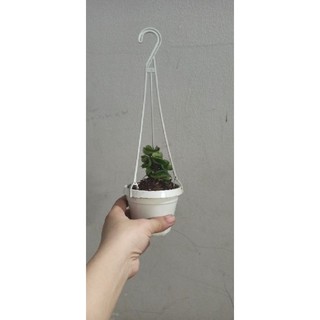 Lan cẩm cù lá xoắn đủ size