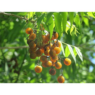 Hạt bồ hòn