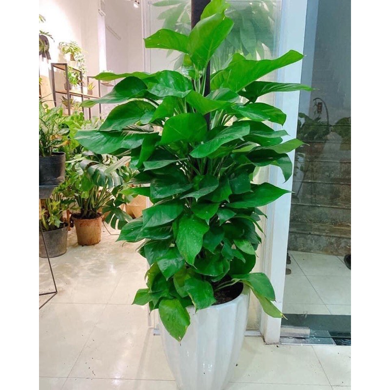 Trầu bà cột cao 1,5m như hình