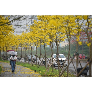 300 Hạt giống hoa phong linh