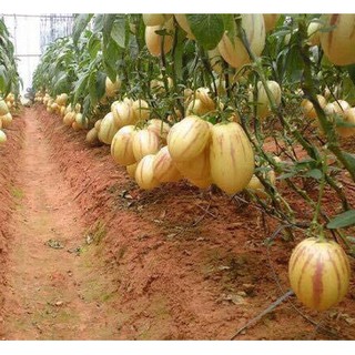 25 Hạt Hạt Giống Dưa Pepino (Solanum muricatum)
