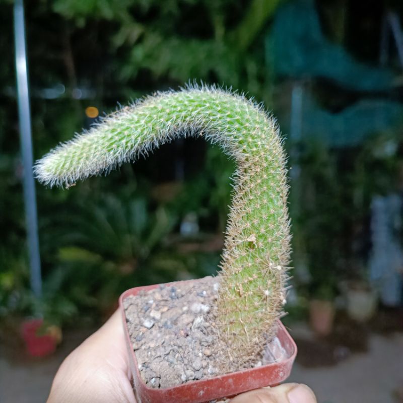 (Sale 50%)Xương rồng đuôi cáo rất đẹp gửi hình cuối