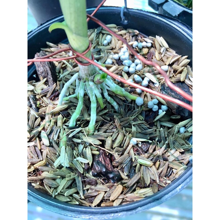 Túi 500g - Phân chì nhật tan chậm Hi-Control 13-11-11+ME & 14-13-13