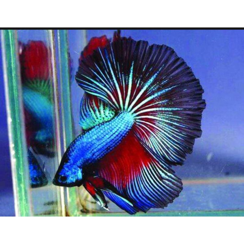 BETTA Đuôi Xòe Siêu Đẹp giao ngẫu nhiên-2Con trống tặng thức ăn