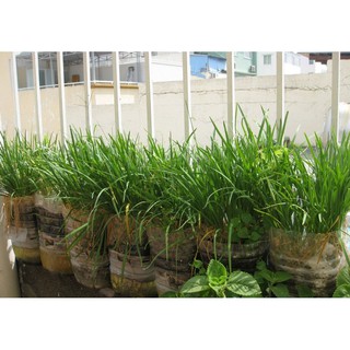 Hạt giống hẹ cao sản Thuận Điền gói 1g