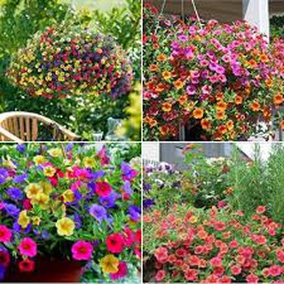 Hạt giống Hoa Triệu Chuông nhiều màu dễ trồng Billion bell seeds
