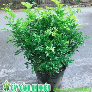 Cây Nguyệt Quế Bụi Lớn