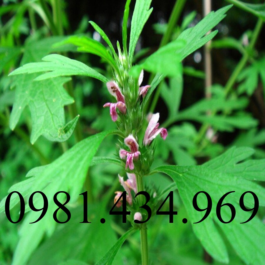 Cây Ích Mẫu khô 1/2KG - Tốt Cho Phụ Nữ
