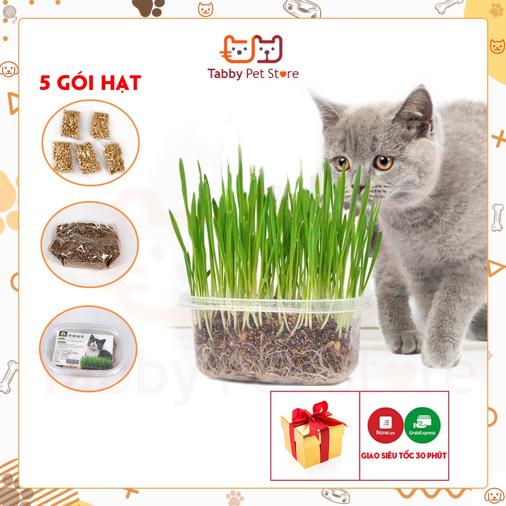 Cây cỏ mèo tươi tự trồng cỏ lúa mạch Tabby Pet Store