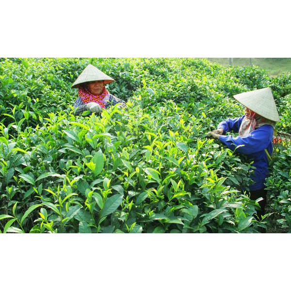 CÂY GIỐNG CHÈ XANH THÁI NGUYÊN cao gần 1m như hình.