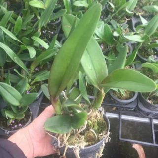 Lan cattleya