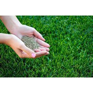 Hạt Giống Thảm Cỏ Bermuda gói 10 gram