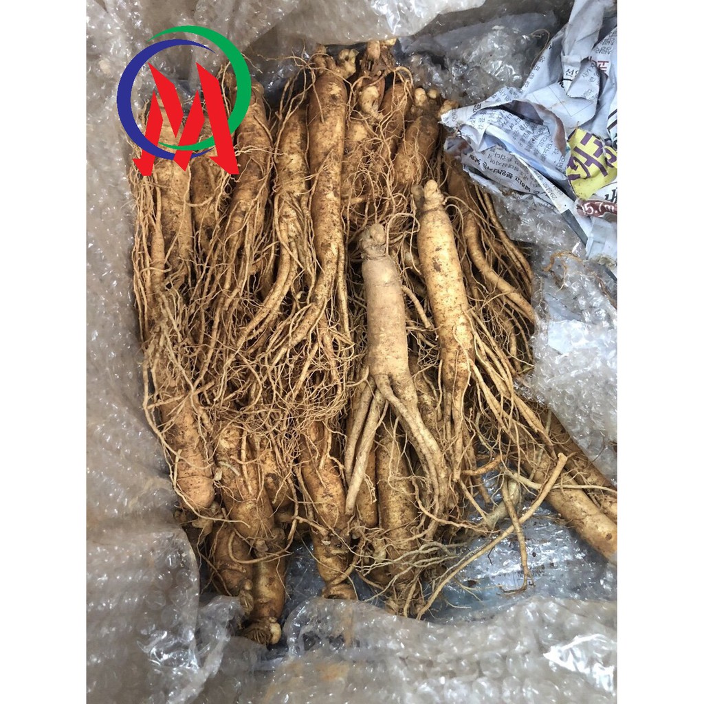 1/2 KG NHÂN SÂM TƯƠI XÁCH TAY HÀN QUỐC CỦ TRUNG