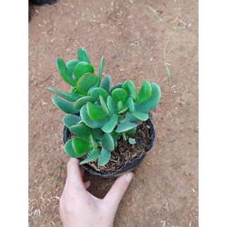 Cây ngọc bích, thạch bích như hình