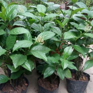 Cây hoa sói dùng để ướp trà