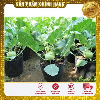 Hạt giống su hào xanh