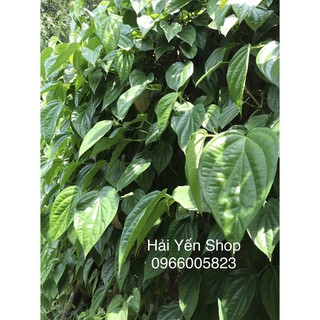 100g Lá Trầu Tươi đặt hàng mới hái