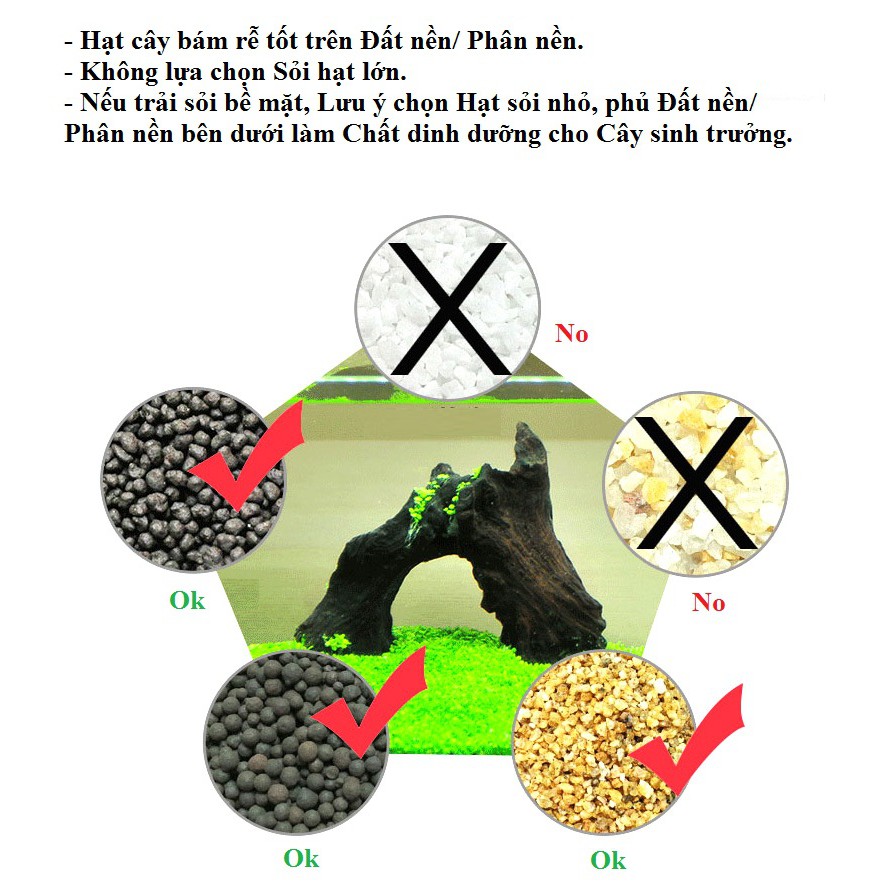 Trân châu lá nhỏ hạt giống thủy sinh