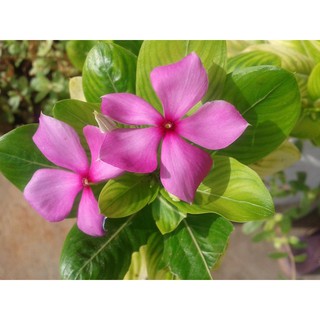 Hạt Giống Hoa Dừa Cạn Hồng Đứng - duacanhongdung