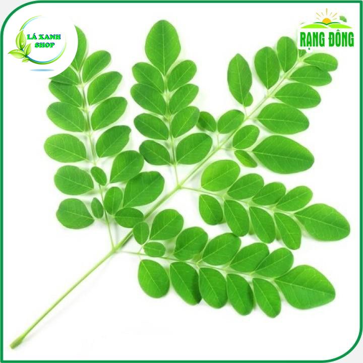 Hạt giống Chùm Ngây Trồng Quanh Năm (gói 2 gram) - Hạt giống Rạng Đông