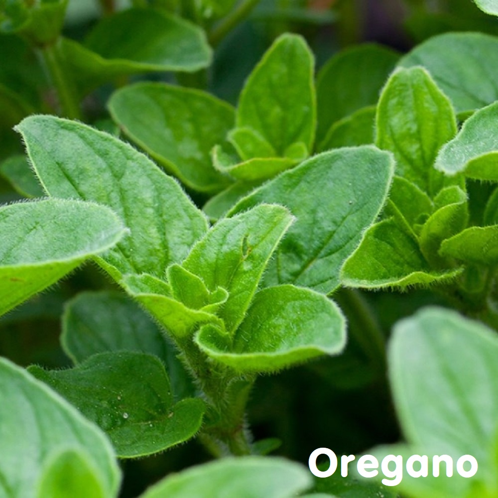 Tinh dầu kinh giới cay Oregano Essential Oil