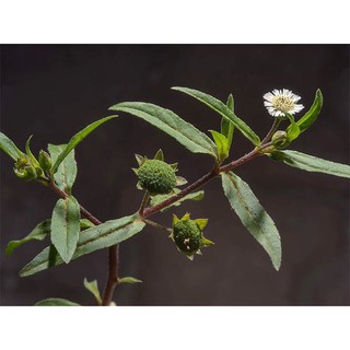 20 Hạt Giống cây Cỏ Mực Nhọ Nồi thảo dược Organic