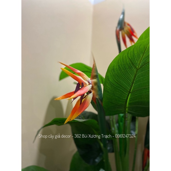 Cây Giả 🌺 Cây Hoa Thiên Điểu Cao Su 3 Thân cao 1m5 🌺 hàng loại 1