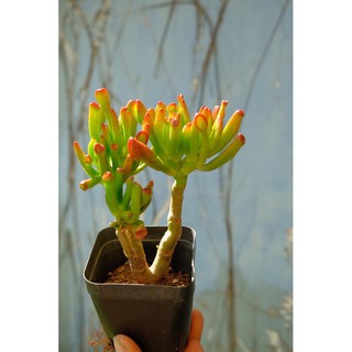 SEN ĐÁ ỐNG ĐIẾU CỔ THỤ MINI
