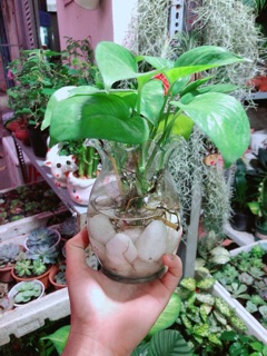 Chậu Trầu Bà Thuỷ Sinh