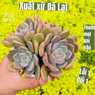 Sen đá hồng quế SONDA GARDEN size trung bình 10-12cm, cây cảnh trang trí nhà cửa, lỗi 1 đổi 1