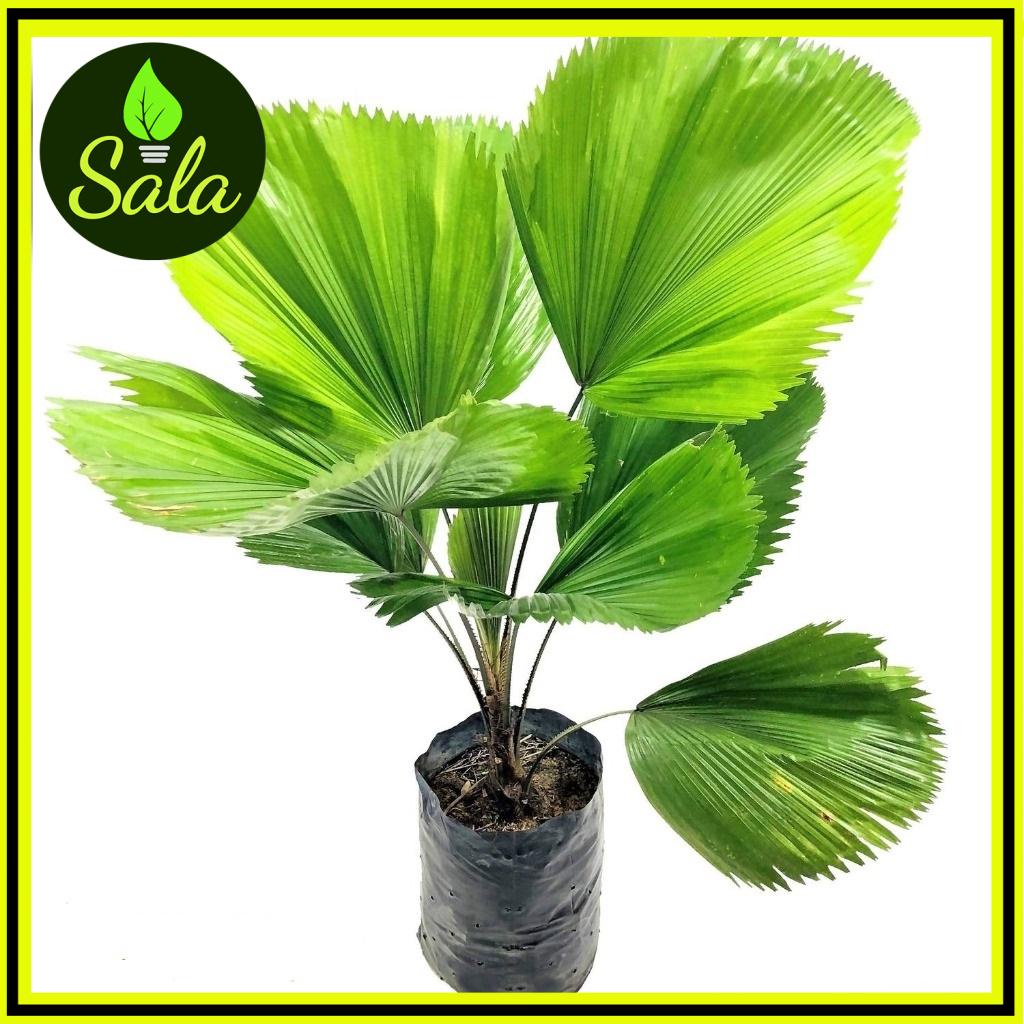 Cây Kè Nhật, Cây Cọ Nhật - Salastore