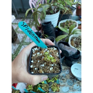 cây bẫy kẹp spiderman, venusflytrap spiderman