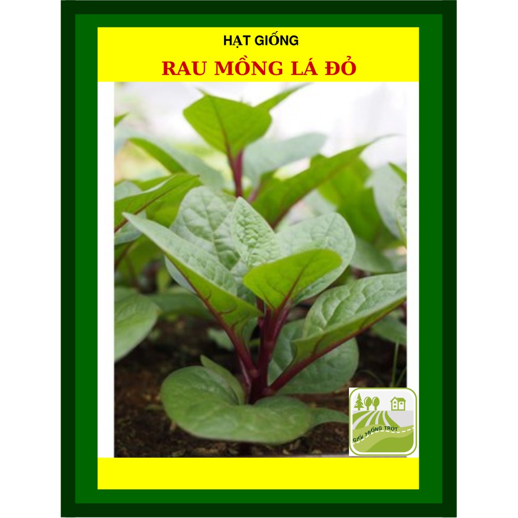 50 Gram - Hạt Mồng Tơi Lá Xanh Trang Nông