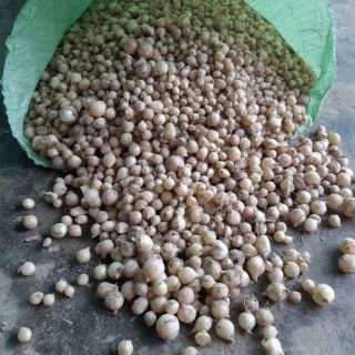 Củ nén (hành tăm-1kg) -Loại 1 - Quảng Bình