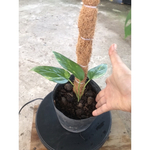 trầu bà  Epipremnum pinatum leo cột