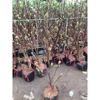 Cây giống Mộc Lan Siêu Nụ
