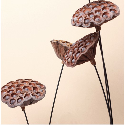 Đài sen khô có hạt trang trí nhà cửa có cành