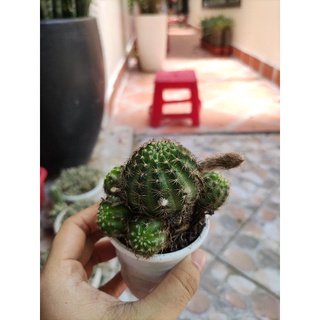 xương rồng lobi