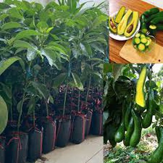 Cây giống bơ 034 cao 60-70cm chuẩn giống F1 siêu trái